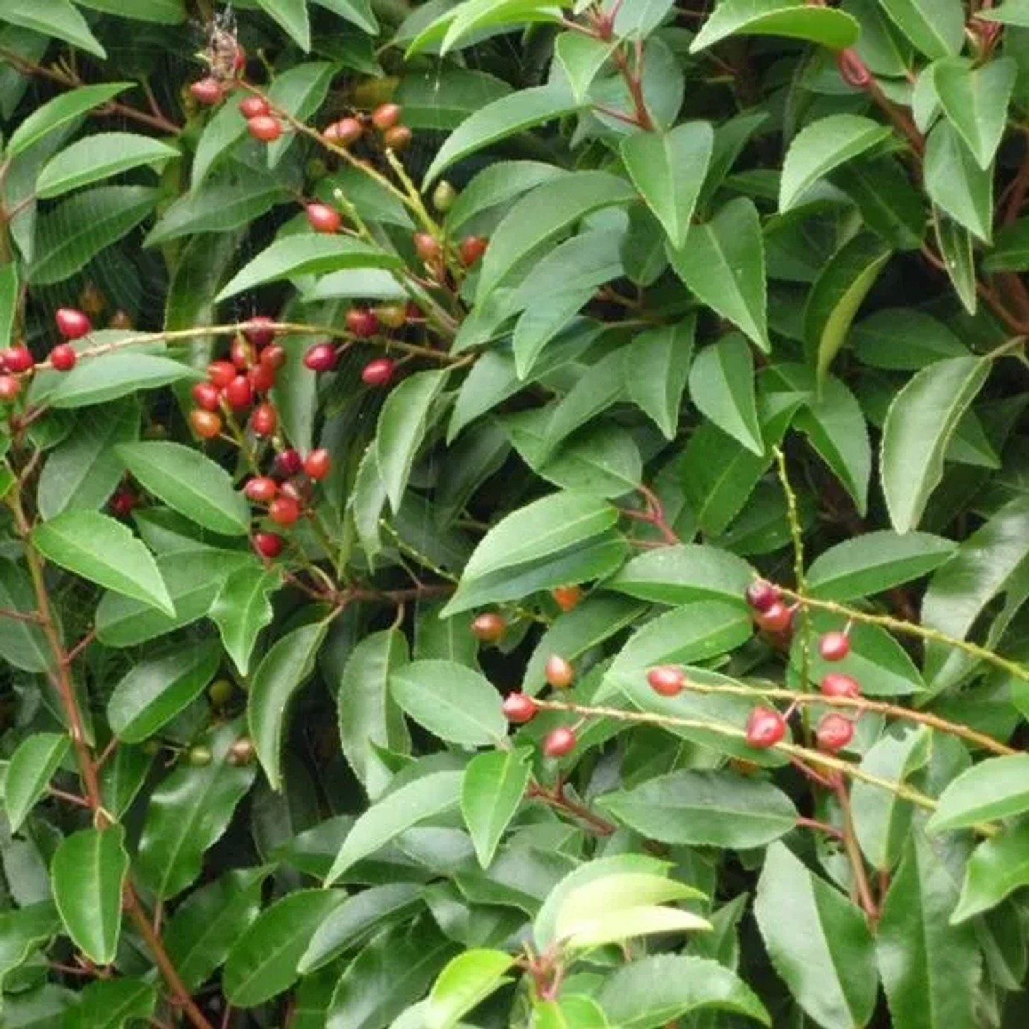 Portugiesischer Kirschlorbeer Prunus,usitanica 40 bis 50 cm im Container Dunkelgrünes Laub