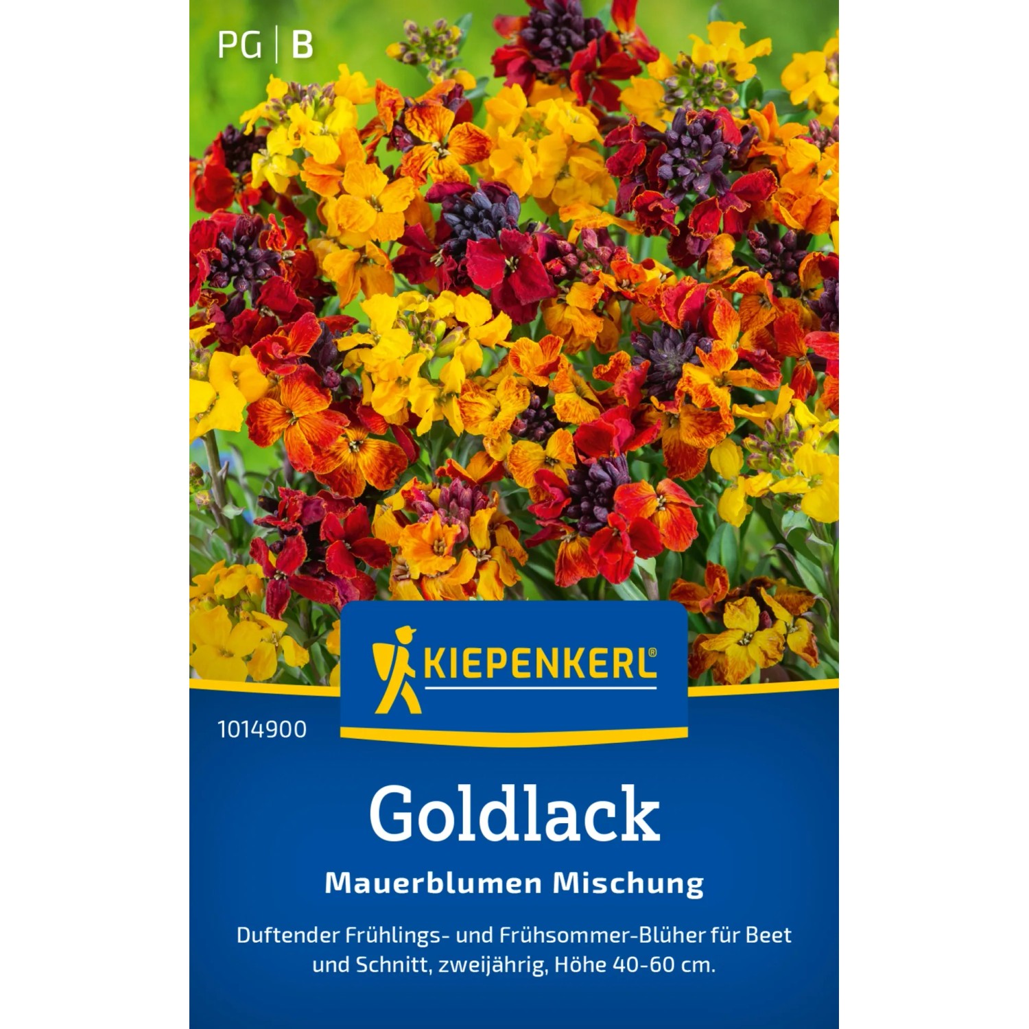 Kiepenkerl Goldlack "Mauerblumen Mischung" Cheiranthus cheiri