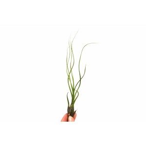 Kleine, grüne Tillandsie (Höhe ca. 6 cm) in Hand gehalten. Ideal für helle Standorte und Feucht-Terrarien.