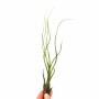 Kleine, grüne Tillandsie (Höhe ca. 6 cm) in Hand gehalten. Ideal für helle Standorte und Feucht-Terrarien.