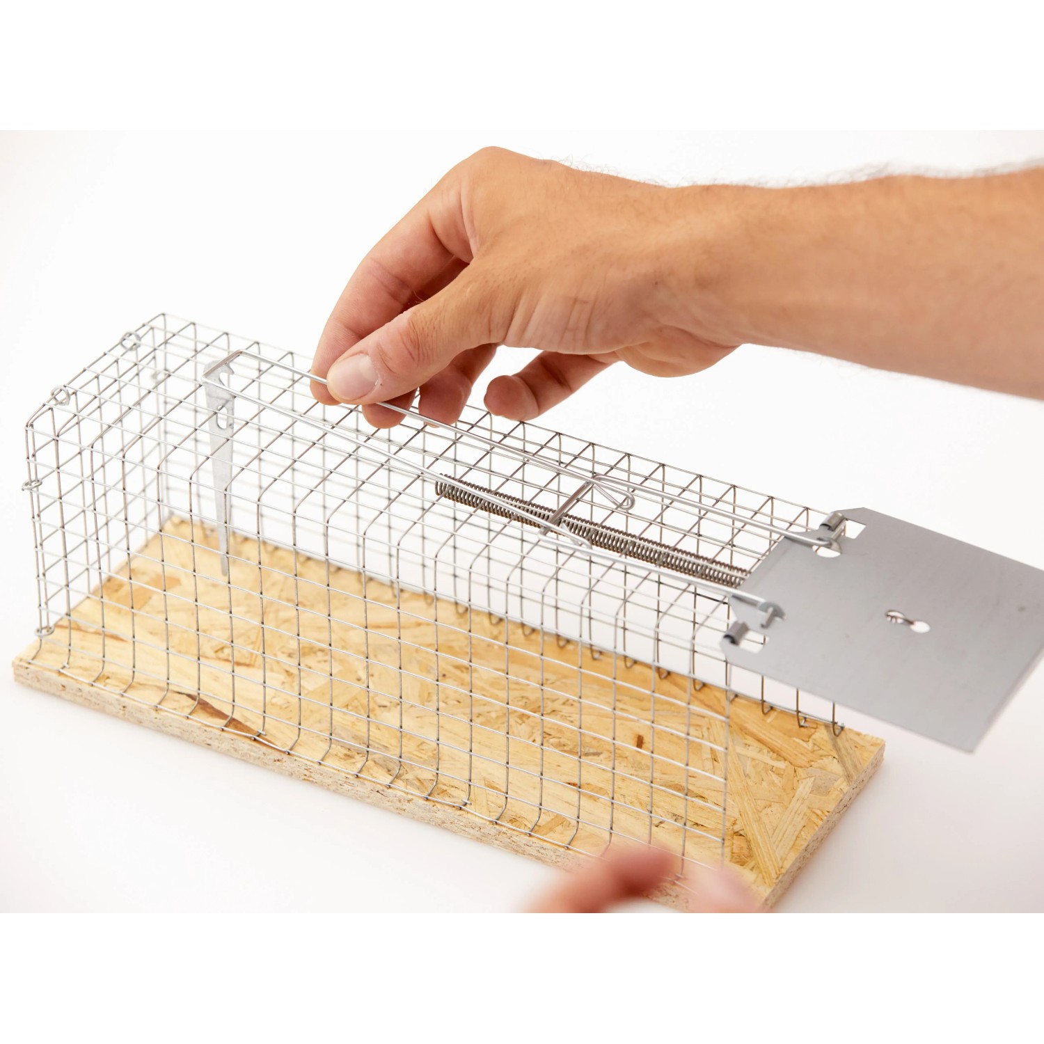 Drahtkäfig-Rattenfalle in Aktion: Hand bedient Auslöser der Lebendfalle.