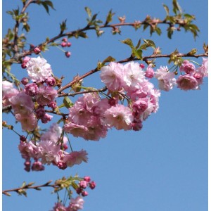 Blühende Blut-Nelkenkirsche (Prunus serrulata) mit rosa Blüten vor blauem Himmel.