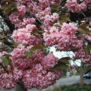 Blühende Japanische Nelkenkirsche Kanzan mit rosa Blüten auf einem Hochstamm.