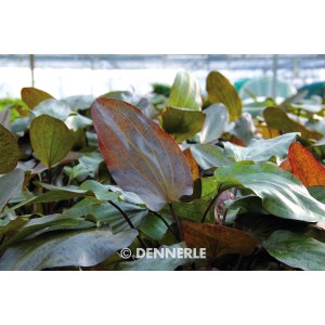 Dennerle Plants Aquariumpflanze Echinodorus Ozelot mit braunroten Blättern.