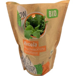 Bio Rucola im Topf von Grow by OBI, ca. 13 cm Durchmesser. Küchenkräuter für Salat und Nudeln.