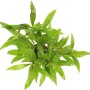 Dennerle Aquariumpflanze Hygrophila Corymbosa Thailand mit grünen Blättern.