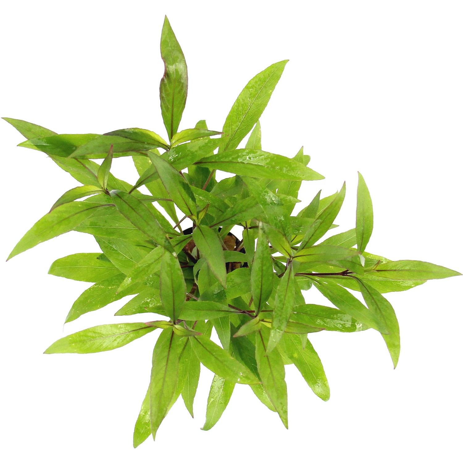 Dennerle Aquariumpflanze Hygrophila Corymbosa Thailand mit grünen Blättern.