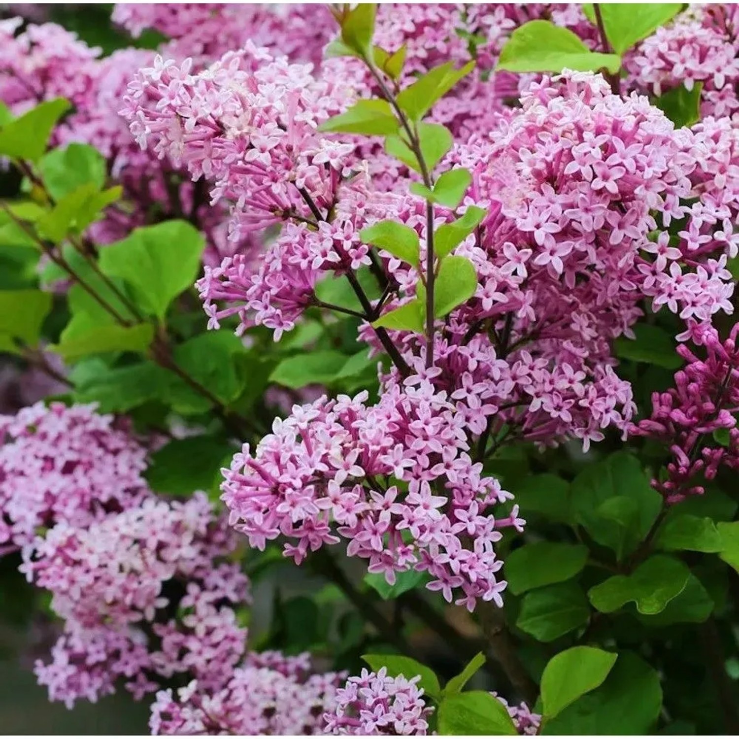Zwergflieder Lillifee 60-80cm - Syringa meyeri