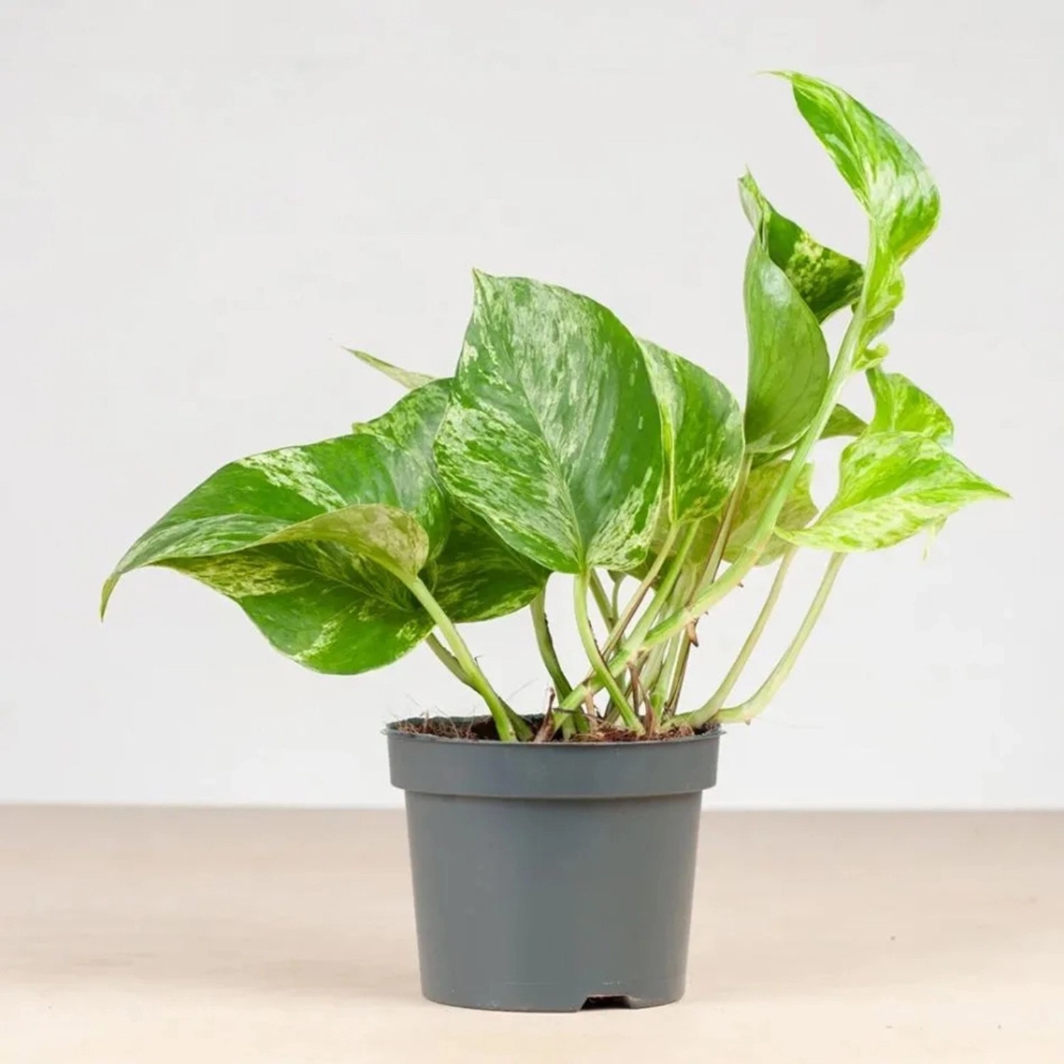 GROW by OBI Efeutute Marble Green Höhe ca. 20 cm Topf-Ø ca. 12 cm Scindapsu günstig online kaufen