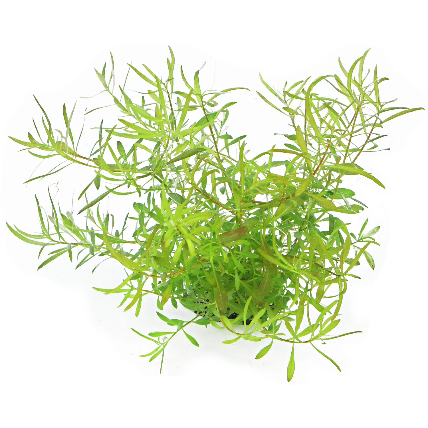 Dennerle Plants Aquariumpflanze Ludwigia Arcuata In-Vitro