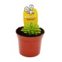 Mexikanisches Fettkraut Pinguicula esseriana im 9cm Topf. Fleischfressende Pflanze zur Insektenabwehr.