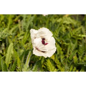 Nahaufnahme einer weißen Blüte des Türkischen Mohn 'Royal Wedding' im Garten.