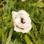 Nahaufnahme einer weißen Blüte des Türkischen Mohn 'Royal Wedding' im Garten.