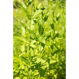 Sumpfziest (Stachys palustris) im 9x9 cm Topf, grüne Blätter. Staude für feuchte Standorte.