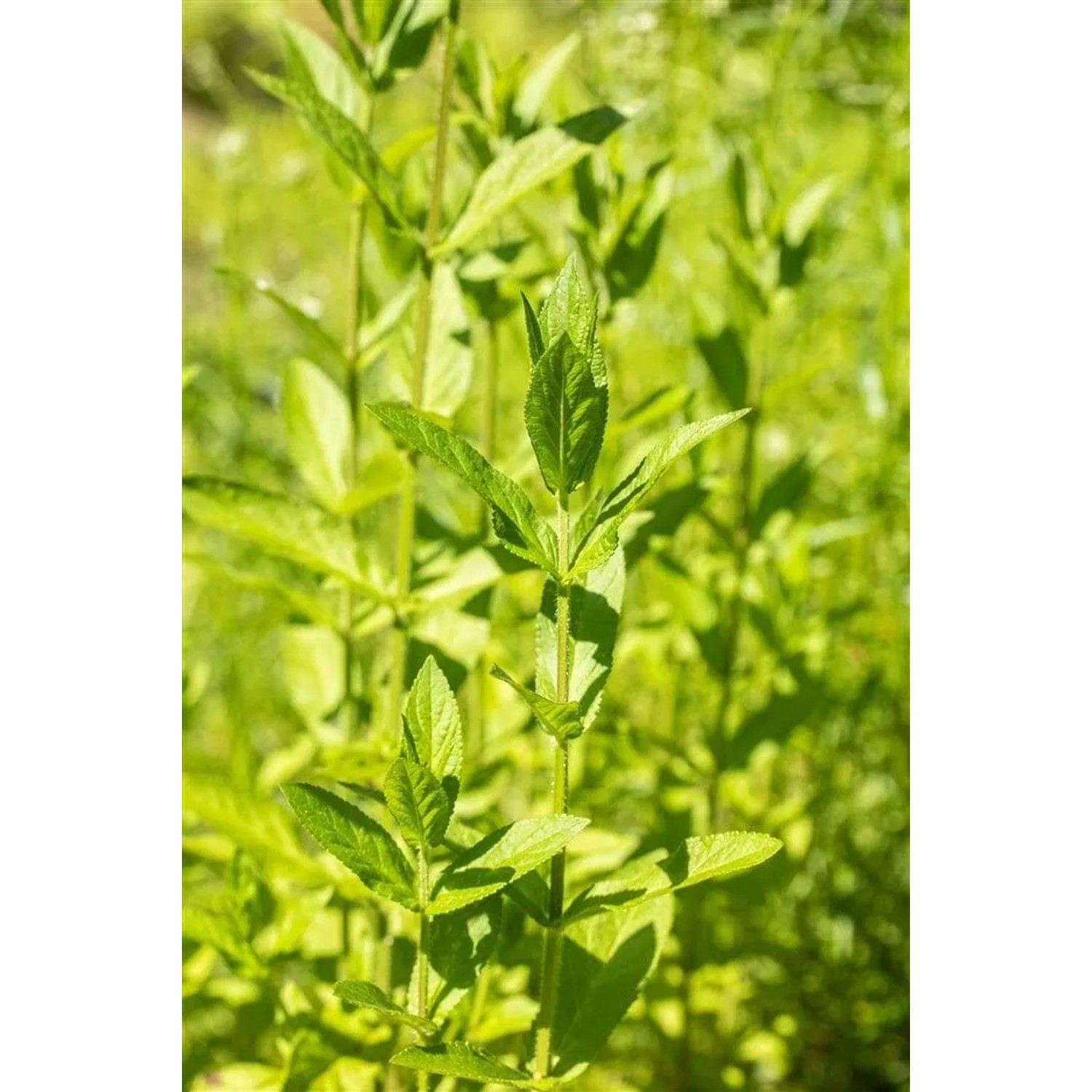 Sumpfziest (Stachys palustris) im 9x9 cm Topf, grüne Blätter. Staude für feuchte Standorte.