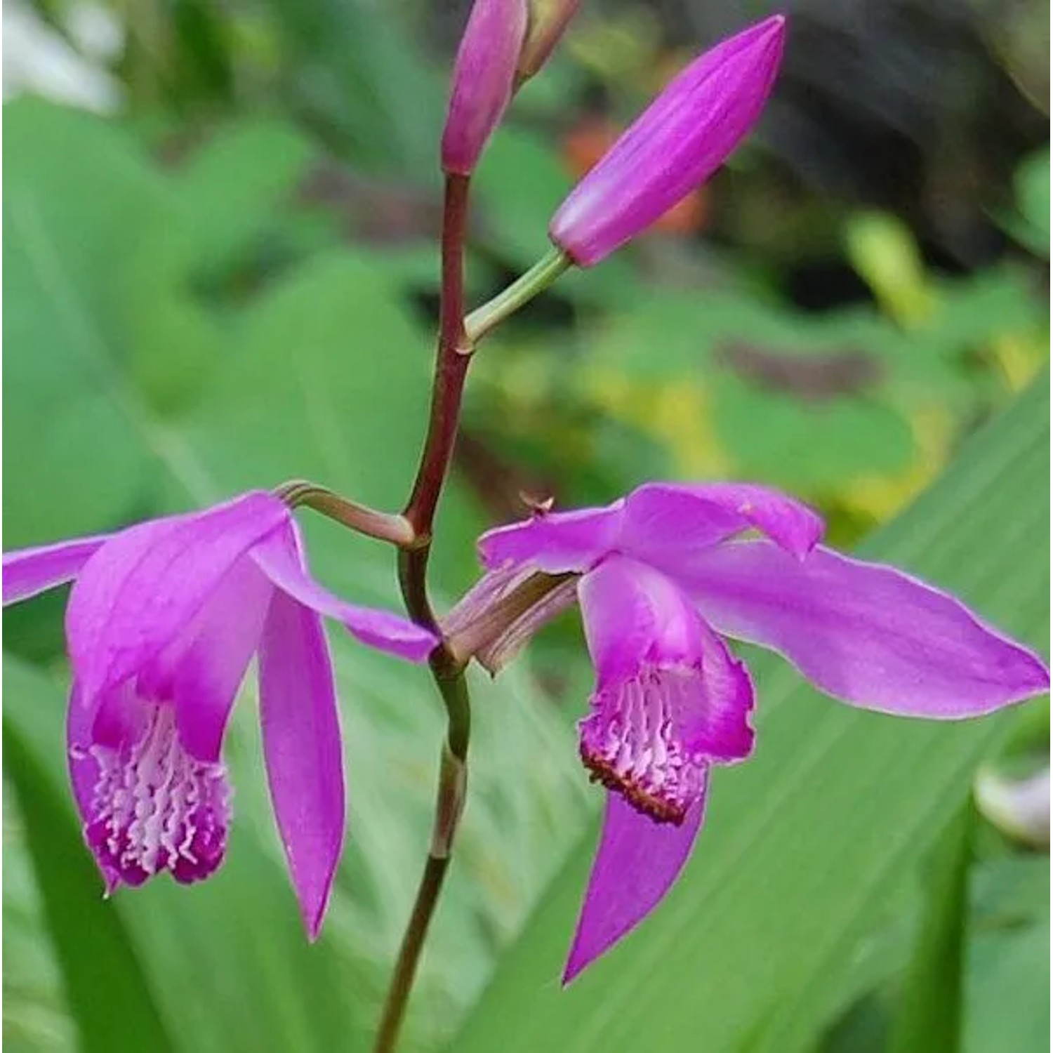 China Freiland Orchidee - Bletilla striata