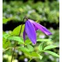 Nahaufnahme einer lila Alpen Waldrebe (Clematis macropetala) mit grünen Blättern.