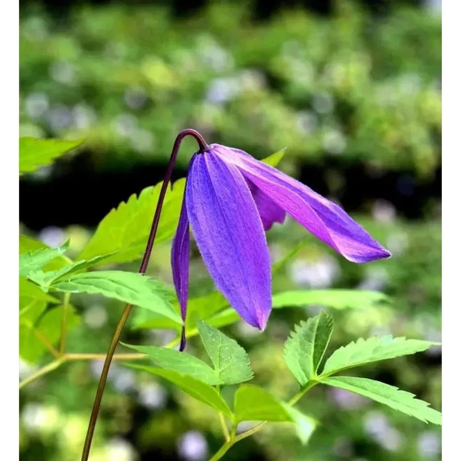 Nahaufnahme einer lila Alpen Waldrebe (Clematis macropetala) mit grünen Blättern.
