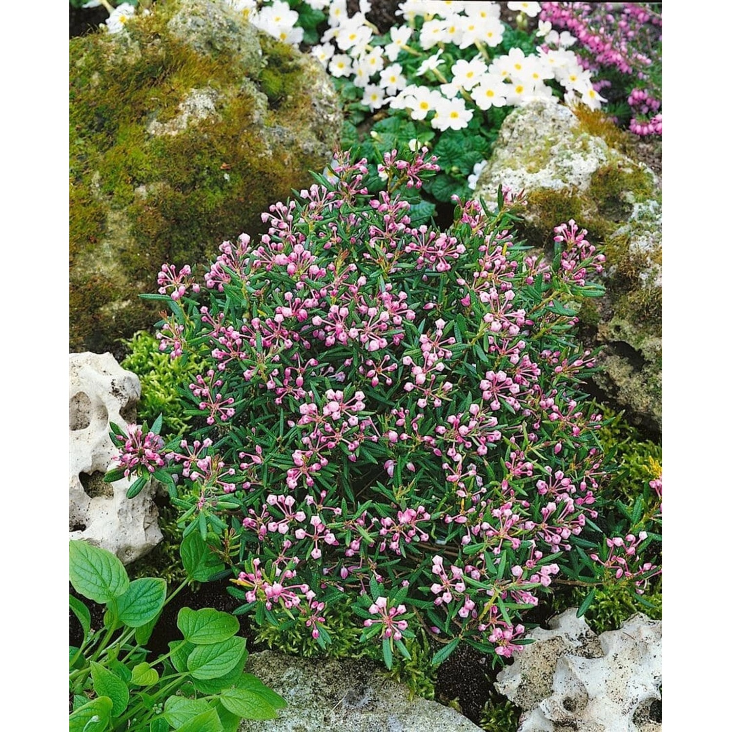 Andromeda Polifolia Nikko Lavendelheide Immergrün 30–40 cm günstig online kaufen
