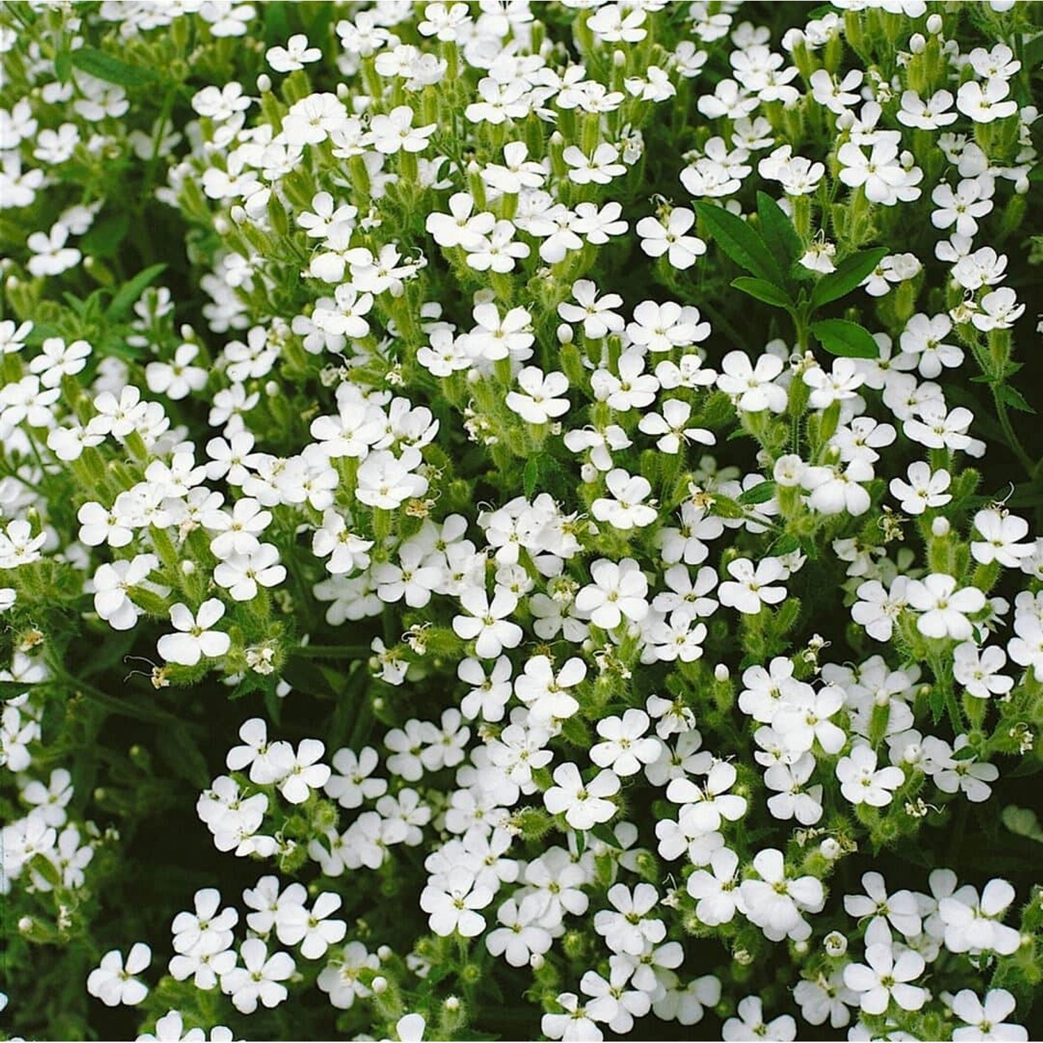 Saponaria Ocymoides Snow Tip Seifenkraut Weiß Ca. 9x9 cm Topf günstig online kaufen
