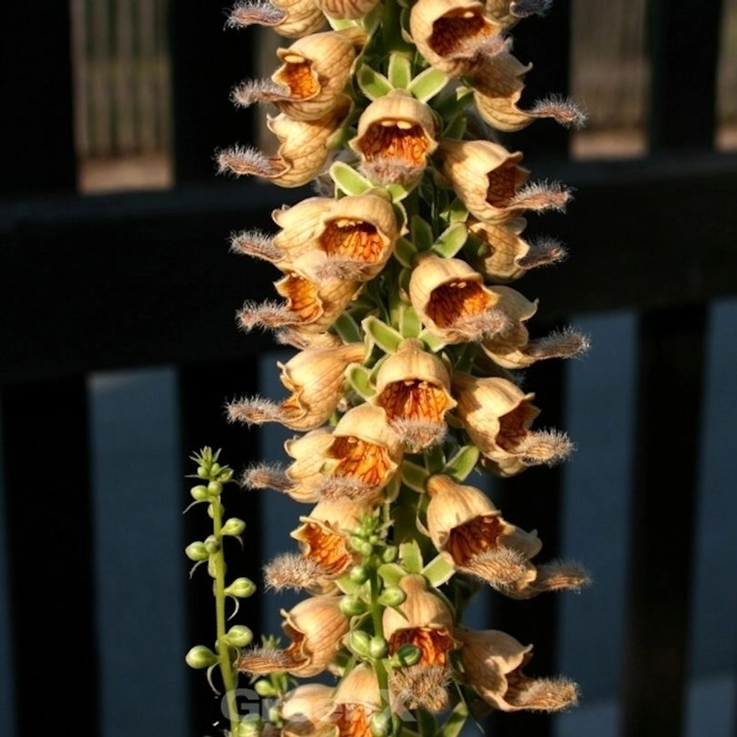 Rostfarbiger Fingerhut Gigantea - Digitalis ferruginea günstig online kaufen