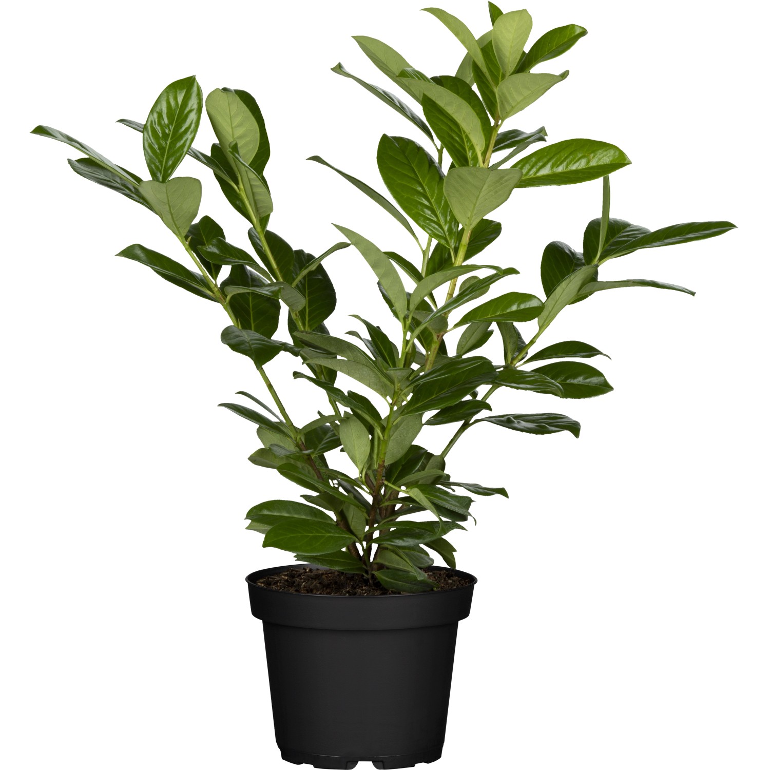 Kirschlorbeer Novita Set à 24 Stück Höhe ca. 40 - 60 cm Prunus laurocerasus