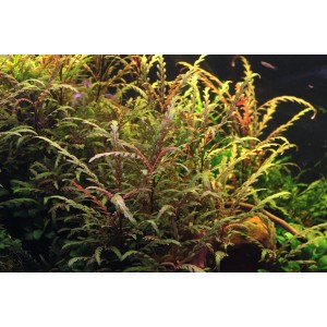 Dennerle Aquariumpflanze Hygrophila Pinnatifida, rotbraun bis olivgrün, fiederschnittig.