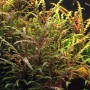 Dennerle Aquariumpflanze Hygrophila Pinnatifida, rotbraun bis olivgrün, fiederschnittig.
