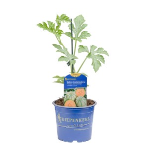 Kiepenkerl Balkon Zuckermelone Francesco im Topf, grüne Blätter und Melonen.