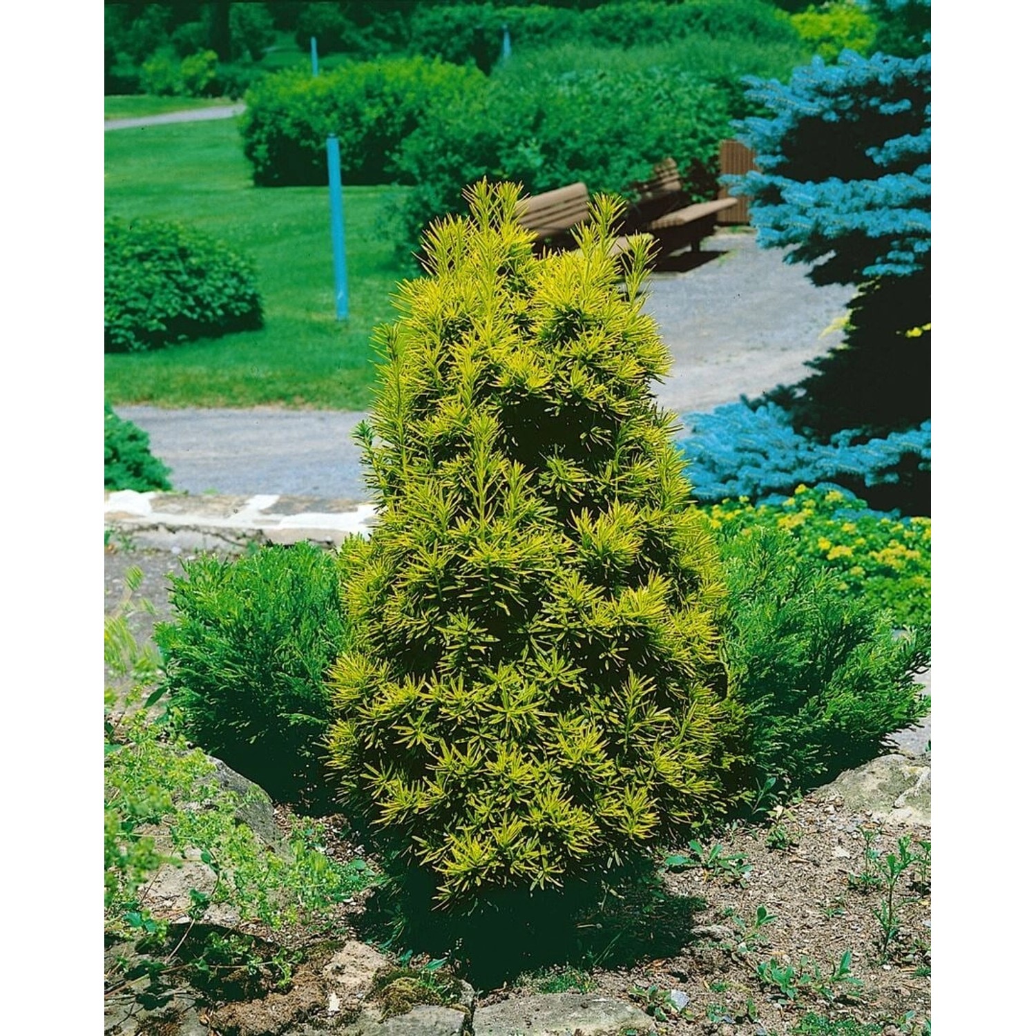 Taxus baccata 'Germers Gold' 40-50 cm günstig online kaufen