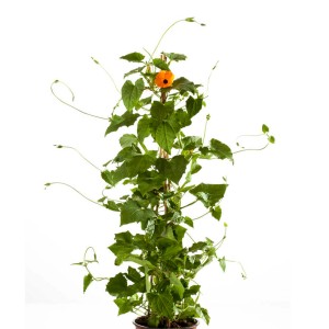 Schwarzäugige Susanne (Thunbergia alata) von GROW by OBI, ca. 40 cm hoch, mit orangener Blüte.