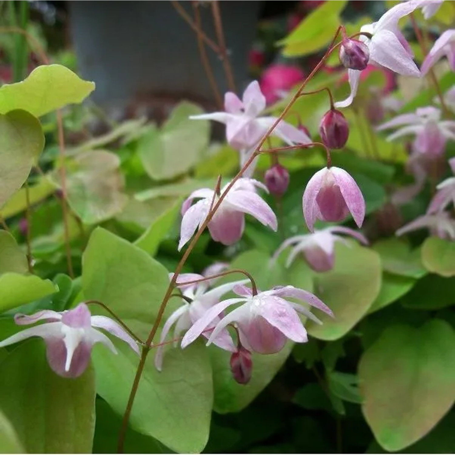 6 x Elfenblume 'Roseum' Epimedium youngianum Topf 9cm Immergrün