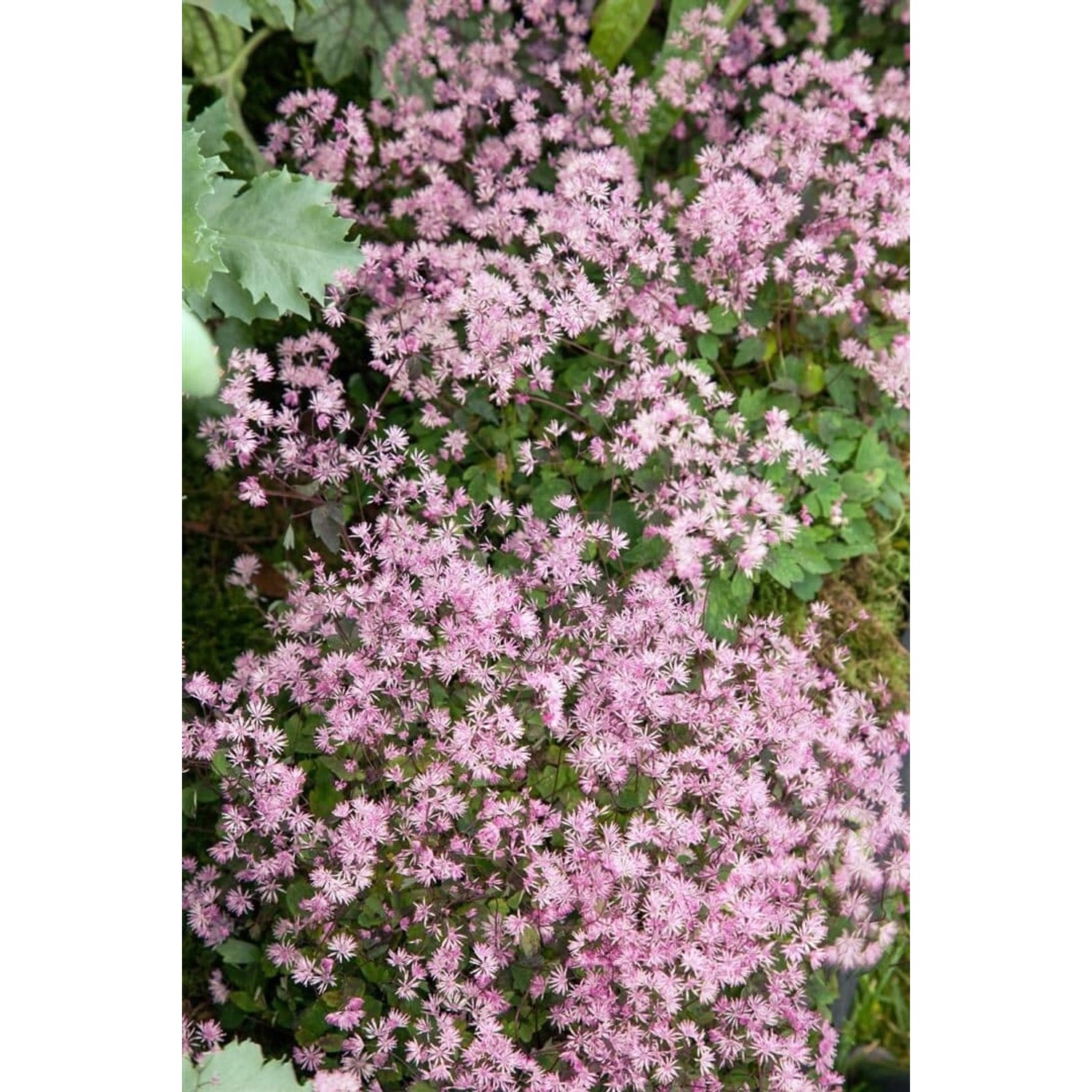 Thalictrum Kiusianum Ca. 9x9 cm Topf günstig online kaufen
