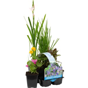Blühendes Teichpflanzen-Set, 6 Pflanzen im Topf (Ø 9cm) mit Caltha, Iris, Lobelia, Primula, Ranunculus und Schizostyllis.