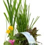 Blühendes Teichpflanzen-Set, 6 Pflanzen im Topf (Ø 9cm) mit Caltha, Iris, Lobelia, Primula, Ranunculus und Schizostyllis.
