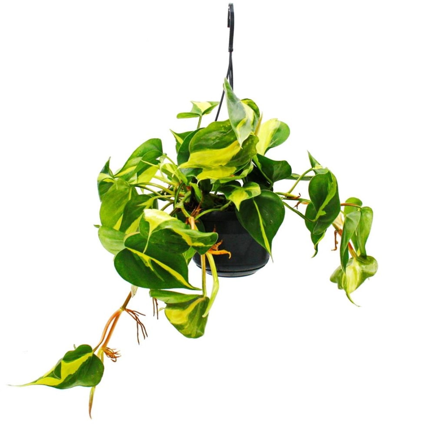 Exotenherz Philodendron Scandens Brasil Kletternder Baumfreund Zweifarbig 1 günstig online kaufen