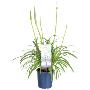 Schmucklilie 'Amourette Superb Blue' im Topf, ca. 14 cm Ø. Blaue Blühpflanze für den Garten.