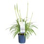 Schmucklilie 'Amourette Superb Blue' im Topf, ca. 14 cm Ø. Blaue Blühpflanze für den Garten.