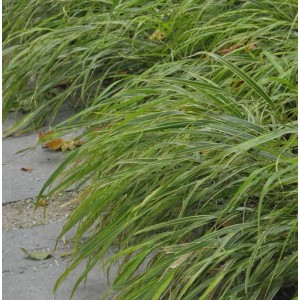 Japan Silberbandgras (Hakonechloa macra) mit grün-weiß gestreiften Blättern.