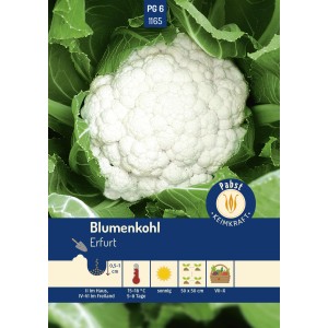 Pabst Keimkraft Blumenkohl 'Erfurt' Saatgut mit weißem Kopf und grünen Blättern.