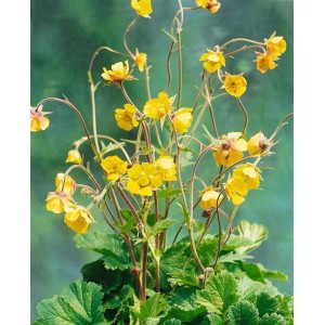 Echte Nelkenwurz (Geum Urbanum) im 9x9 cm Topf mit gelben Blüten, eine robuste Staude für halbschattige Standorte.