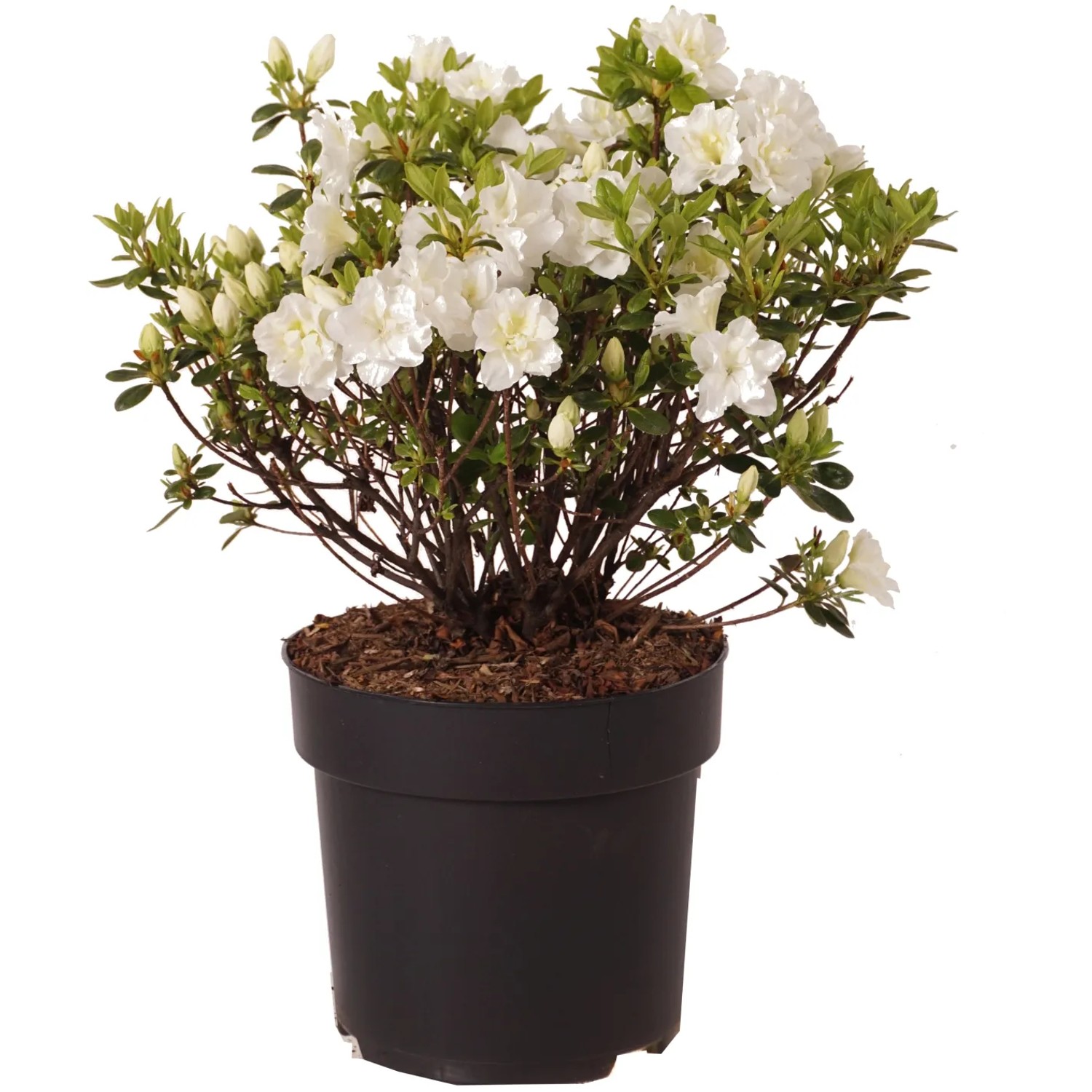 Japanische Azalee "Schneeperle" Höhe ca. 30 cm Topf ca. 6l Azalea jap.