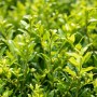 Nahaufnahme der Japanischen Stechpalme Ilex Crenata Twiggy, buschiger Strauch mit grünen Blättern.