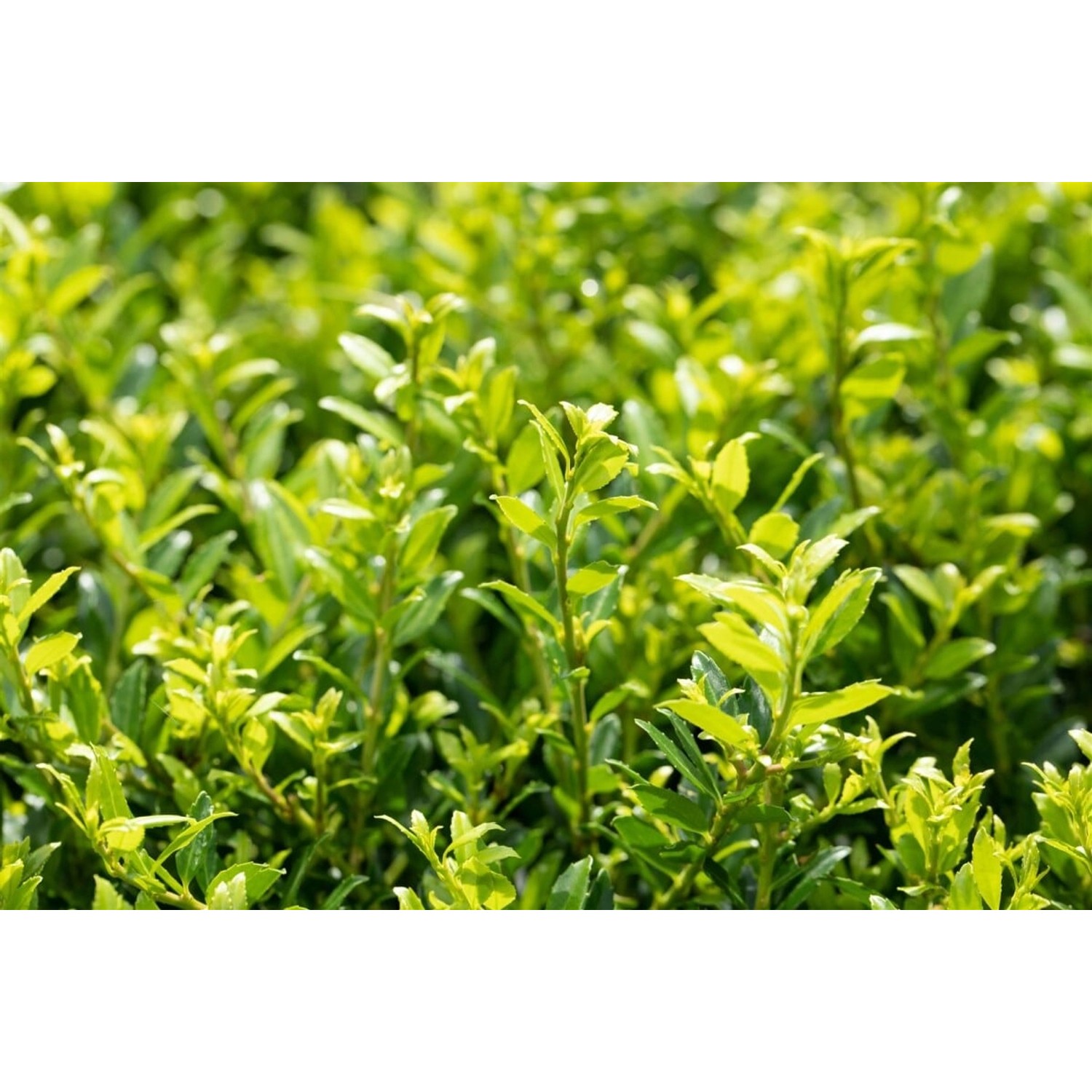 Ilex Crenata Twiggy Japanische Stechpalme 30–40 cm günstig online kaufen