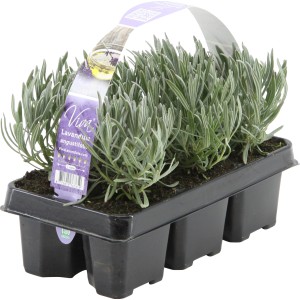 6er-Pack GROW by OBI Lavendel Hidcote (Lavandula angustifolia) im Anzuchtbehälter.