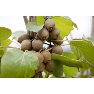 Nahaufnahme: Actinidia Chinensis Jenny Kiwi mit reifen, braunen Früchten und grünen Blättern.