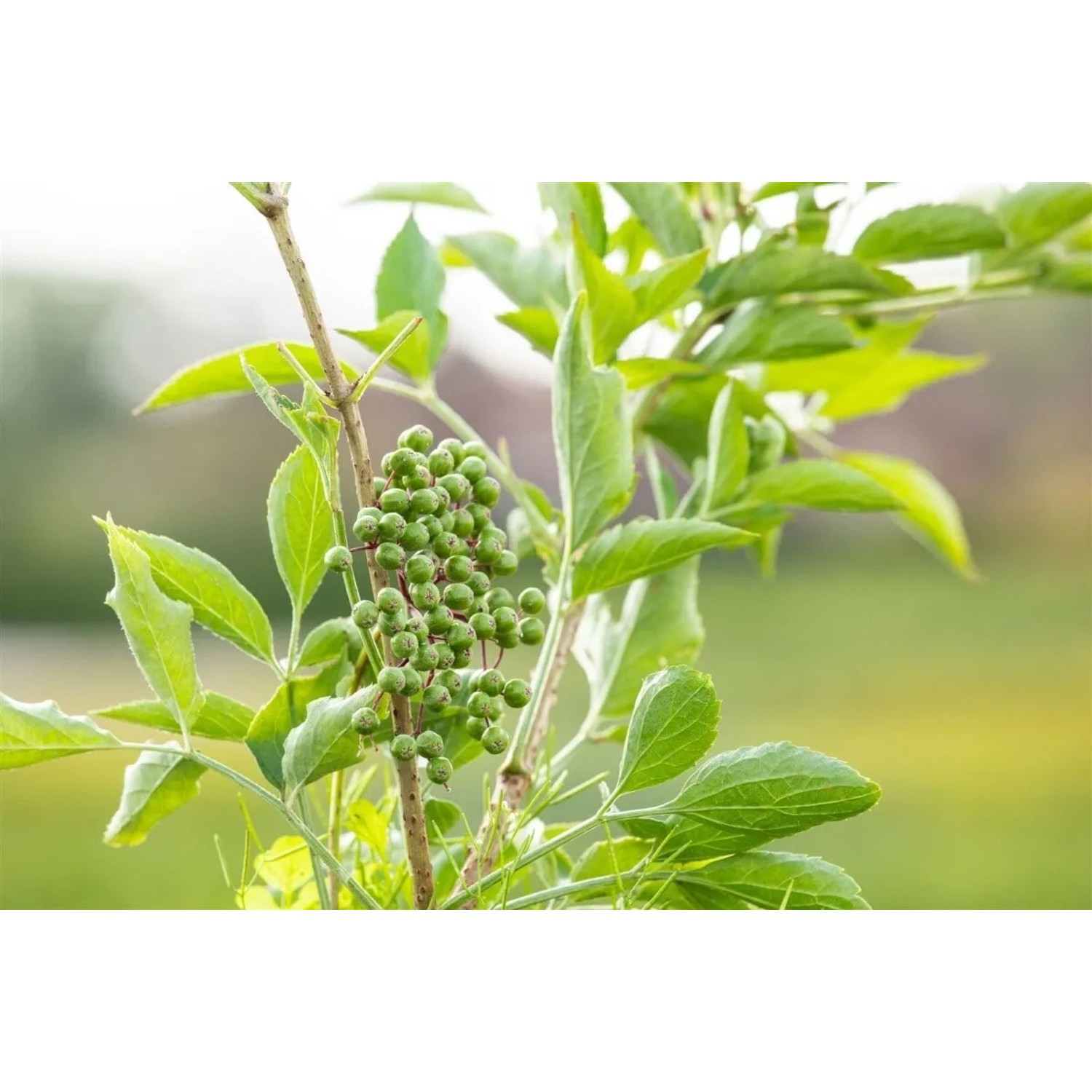 Junger Schwarzer Holunder Obelisk (Sambucus Nigra) mit grünen Blättern und unreifen Beeren.