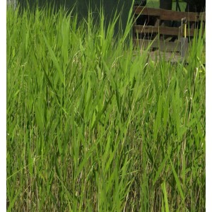 Grünes Schilfrohr (Phragmites australis) im Detail, eine dekorative Staude für den Gartenteich.