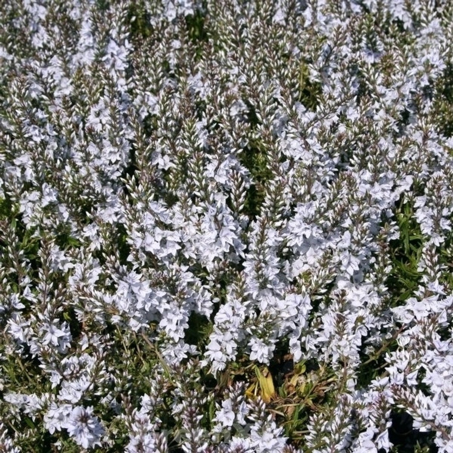 Niederliegender Garten Ehrenpreis Blue Sheen - Veronica prostrata günstig online kaufen