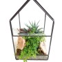 Modernes Zimmerpflanzen-Arrangement im geometrischen Glashaus aus Glas & Metall mit Haworthie, Pilea & Holzdeko.